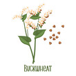 Set of buckwheat grains and spikelets. Buckwheat plant, buckwheat grains. Agriculture, food icons, design elements, vector