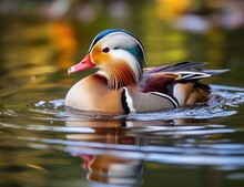 Closeup Of Mandarin Duck Swimming In Lake.