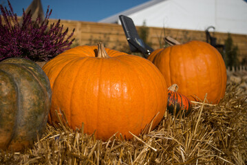 Closeup of pumpkins alignment in a pubic garden