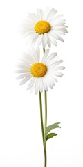 Wall Mural - Common daisy isolated on white background.