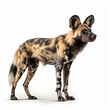 African Wild Dog side profile isolated on white background
