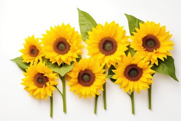 Wall Mural - Sunflowers isolated on white background.