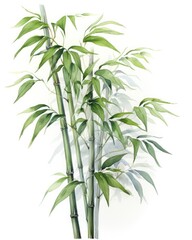  Watercolor bamboo clipart isolated on white background.