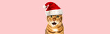 Fototapeta Koty - Bengal cat wearing Santa hat, Christmas concept
