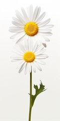 Wall Mural - Common daisy isolated on white background.