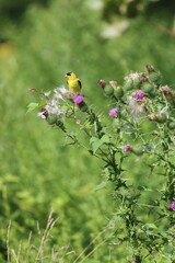 Wall Mural - An American goldfinch on bull thistle