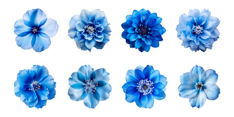 Wall Mural - Collection of various blue flowers isolated on a transparent background