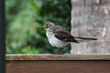 Profile Of A Fluffy Mockingbird