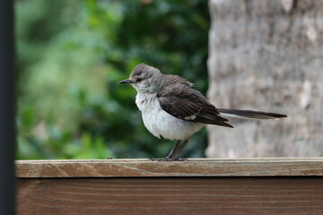 Wall Mural - Profile of a fluffy mockingbird