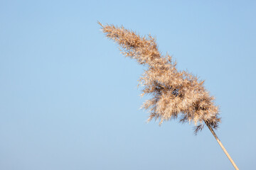 Wall Mural - Dry coastal reed is under blue sky on a sunny winter day, natural background