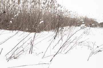Wall Mural - Frozen dry coastal grass and reed in white snow on a winter day