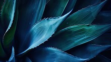 Closeup Agave Cactus, Abstract Natural Pattern Background And Textures, Dark Blue Toned