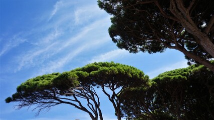 pine tree top against cloudy blue sky