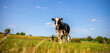 Vache laitière noir et blanche au milieu des champs dans la campagne au printemps.