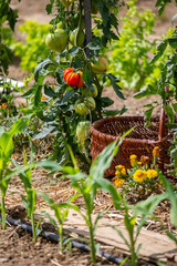 Wall Mural - Panier en osier dans un jardin potager au printemps.