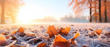 Fototapeta Natura - Beautiful colorful nature with bright orange leaves covered with frost in late autumn or early winter.