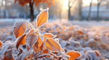 Beautiful Colorful Nature With Bright Orange Leaves Covered With Frost In Late Autumn Or Early Winter.