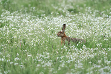Wall Mural - Hare sitting in grass field with white flowers 
