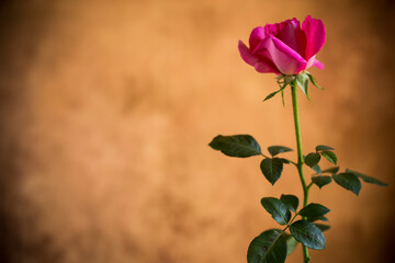 Sticker - Flowers of beautiful blooming red rose on brown background