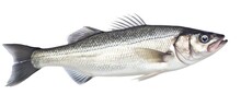 One Fresh Sea Bass Fish Isolated On White Background.