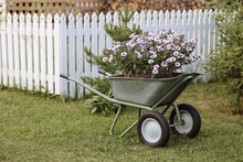 A Rustic Wheelbarrow Filled With A Basket Of Purple Petunia Flowers On A Green Lawn Near A White Wooden Fence. The Concept Of Creating A Cozy And Attractive Garden Or Backyard.