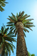 palma daktylowa na tle niebieskiego nieba, wakacje pod palmą, palm trees against the blue sky