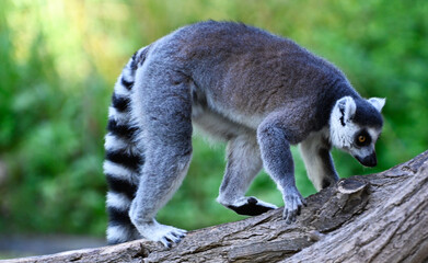 Wall Mural - A ring-tailed lemur  jamp on a tree