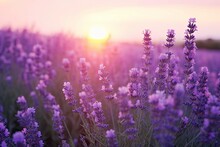 Close Up Lavender Flowers In Beautiful Field At Sunset.