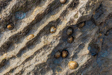 Seashells Embedded At Arnía Beach