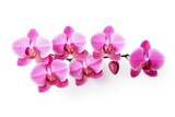 Fototapeta Storczyk - Pink Orchid isolated on white background.