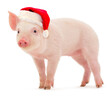 Pig in a red Santa Claus hat.