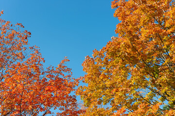 Poster - golden yellow and orange maple leaves on a blue sky