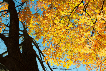 Canvas Print - tree trunks and branches in silhouette contrasted by brilliant golden maple leaves in the sun on a blue sky