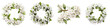 Bridal Wreath Flower Hyperrealistic Highly Detailed Isolated On Transparent Background Png File