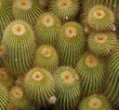 Close-up of a cactus plant on Lanzarote, Vanmary islands, Spain