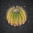 Close-up of a cactus plant growing in the lava on Lanzarote, Canary Islands, Spain.