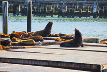 Sea Lions Sunbathing On Sunny Piers With Lone Seagull Walking The Planks