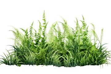 A closeup of lush green fern leaves in a natural forest environment, displaying their vibrant color and intricate textures.