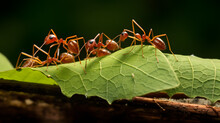 Leaf-cutter Ants Diligently Carrying Sections Of Leaves To Their Colony, Nature Background, Landscape Background, Aspect-ratio 16:9