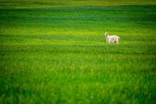 Goat Kids In The Spring Wheat Field