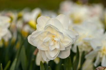 Wall Mural - White flower of daffodil Narcissus cultivar Obdam from Double Group