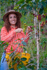 Wall Mural - Woman worker in coffee plantations