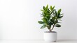 subtle green houseplant with white background