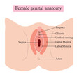 Female genital system. Anatomy of the female reproductive system. Vector illustration.