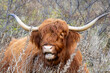 Close up of a brown Scottish highlander cow, looking at the camera.