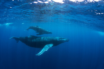 Poster - Calf of humpback whale near its mother. Snorkeling with the whales. Playful whale under the surface. Marine life in Indian ocean. 