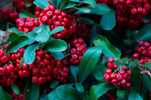 Desktop Wallpaper. Bush With Juicy Fresh Red Pyracantha Berries And Green Leaves. Beautiful Berry. Garden With Plants. Concept Of Caring For Plants In Park, Gardening, Botany, Vegetable Garden, Farm