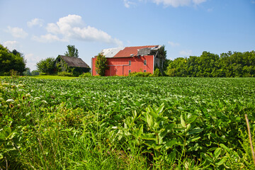 Wall Mural - Milkweed beside soybean crop with two decaying barns at back of field