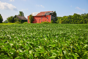 Wall Mural - Soybean field with brown barn covered in ivy and a red barn with a torn off roof