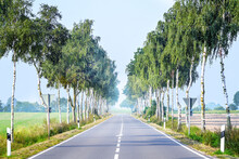 Country Avenue With Rows Of Birch Trees Along Each Side In An Agricultural Field Landscape Under A Blue Sky In North Germany, Copy Space, Selected Focus